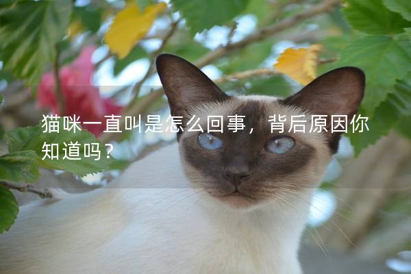 猫咪一直叫是怎么回事，背后原因你知道吗？