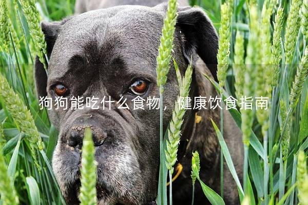 狗狗能吃什么食物，健康饮食指南