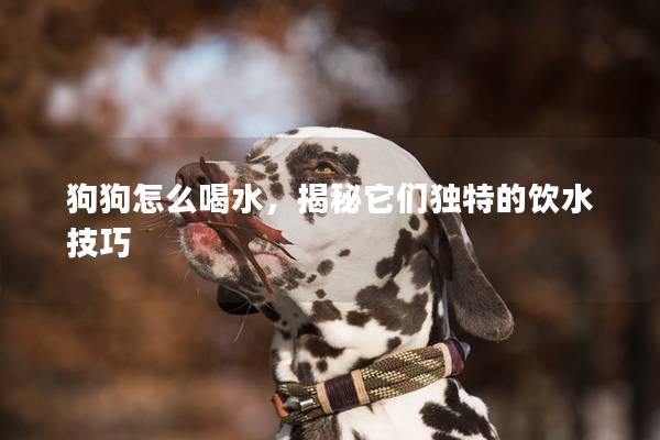 狗狗怎么喝水，揭秘它们独特的饮水技巧
