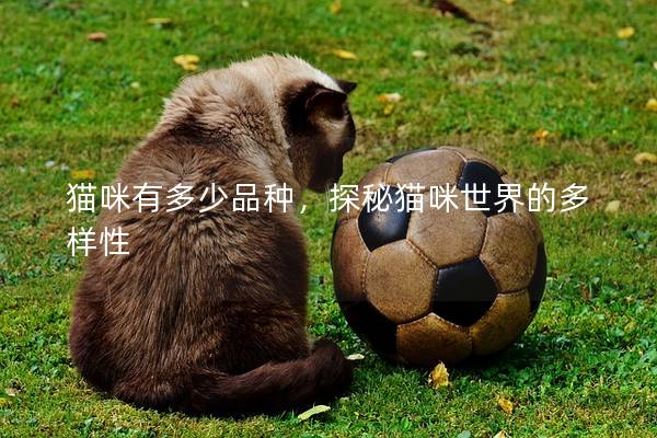 猫咪有多少品种，探秘猫咪世界的多样性