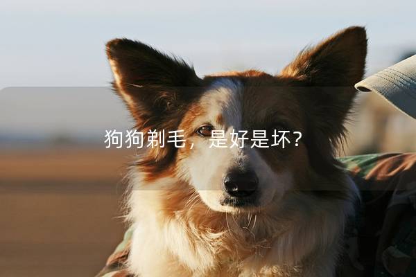 狗狗剃毛，是好是坏？