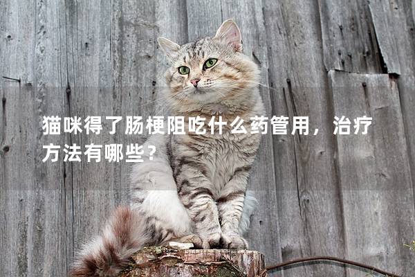 猫咪得了肠梗阻吃什么药管用，治疗方法有哪些？