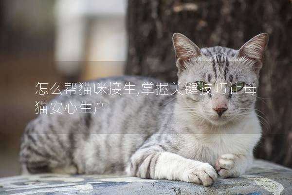 怎么帮猫咪接生,掌握关键技巧让母猫安心生产