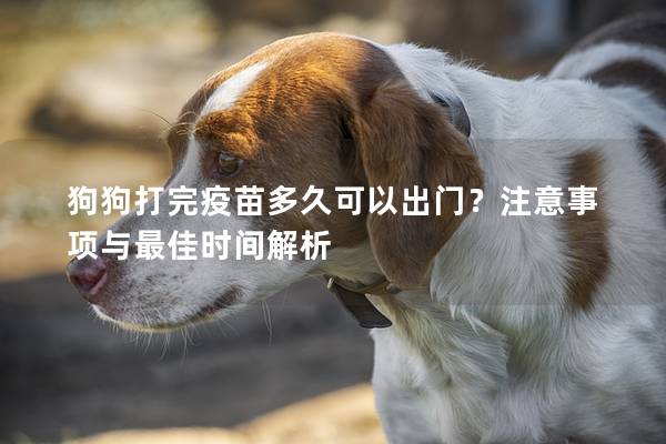 狗狗打完疫苗多久可以出门？注意事项与最佳时间解析