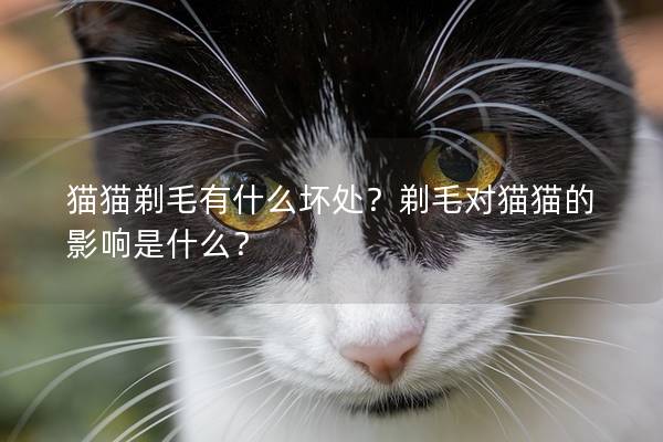 猫猫剃毛有什么坏处？剃毛对猫猫的影响是什么？