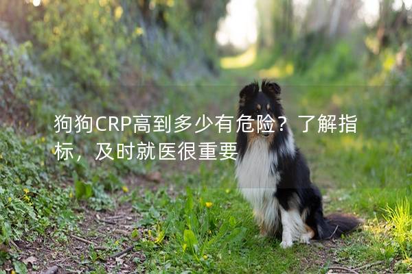 狗狗CRP高到多少有危险？了解指标，及时就医很重要