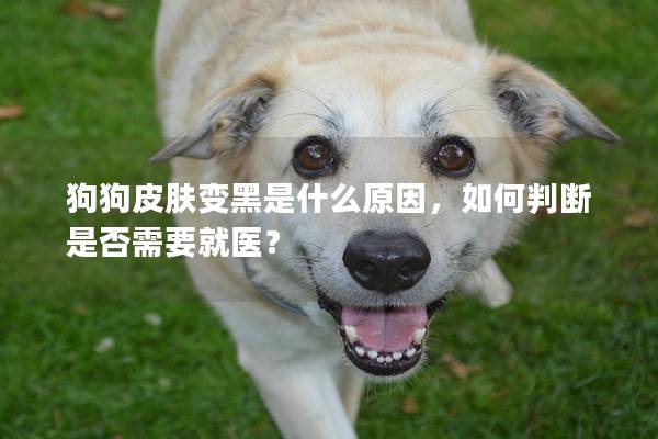 狗狗皮肤变黑是什么原因，如何判断是否需要就医？