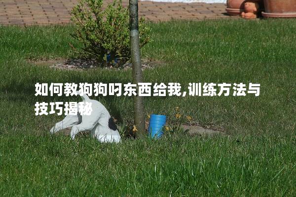 如何教狗狗叼东西给我,训练方法与技巧揭秘