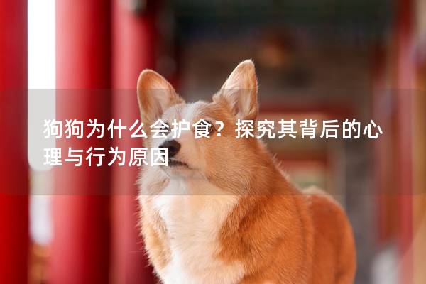 狗狗为什么会护食？探究其背后的心理与行为原因