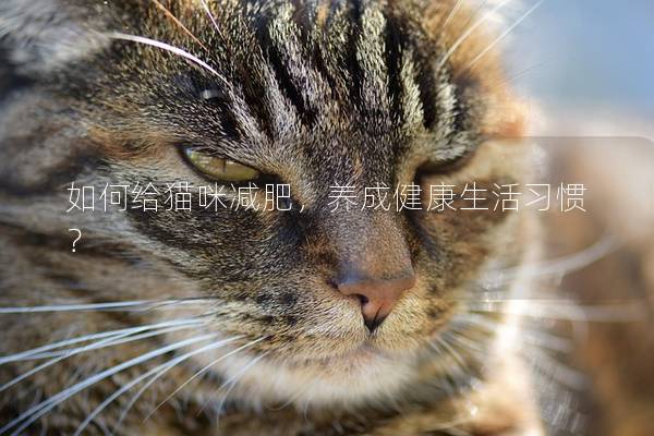 如何给猫咪减肥，养成健康生活习惯？