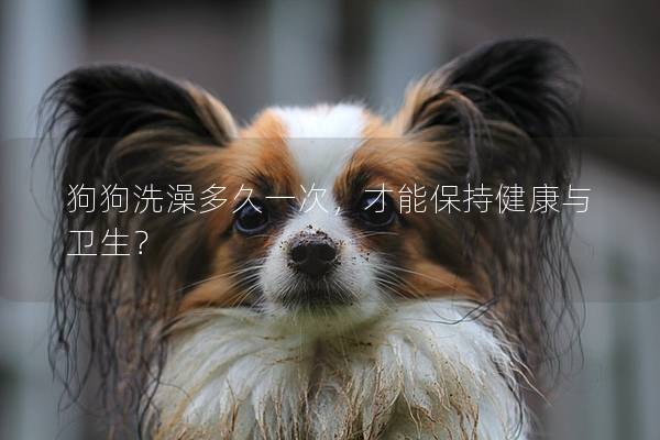 狗狗洗澡多久一次，才能保持健康与卫生？