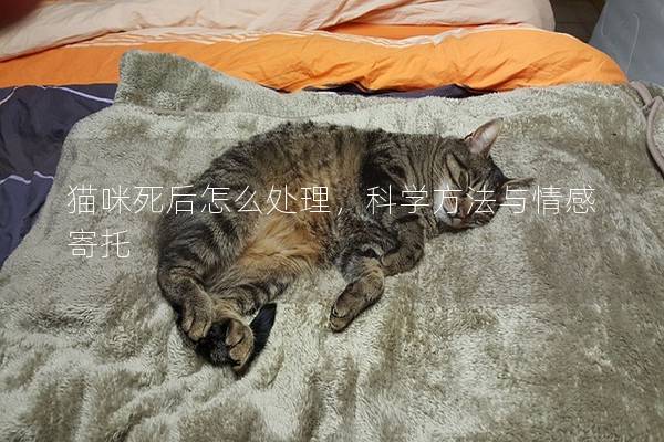 猫咪死后怎么处理，科学方法与情感寄托