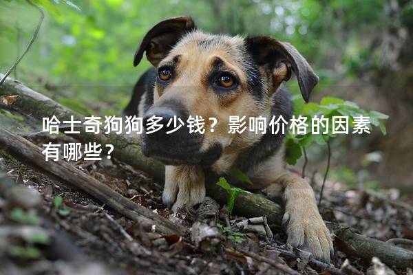 哈士奇狗<a href=