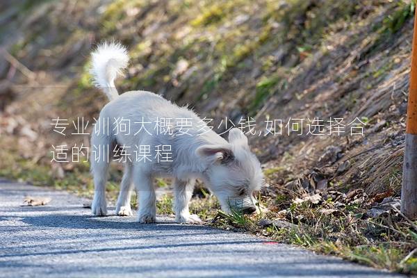 专业训狗大概要多少钱,如何选择合适的训练课程