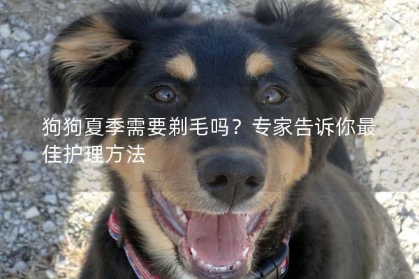 狗狗夏季需要剃毛吗？专家告诉你最佳护理方法