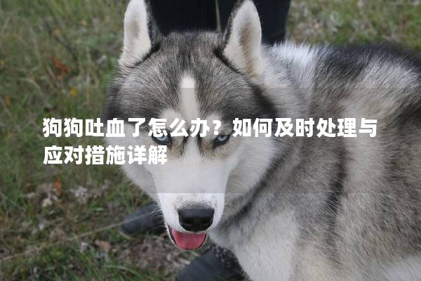 狗狗吐血了怎么办？如何及时处理与应对措施详解