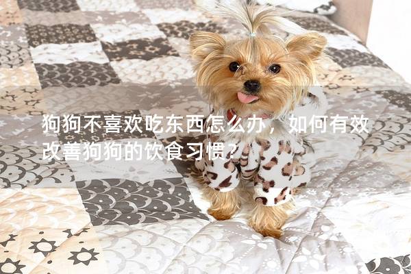 狗狗不喜欢吃东西怎么办，如何有效改善狗狗的饮食习惯？