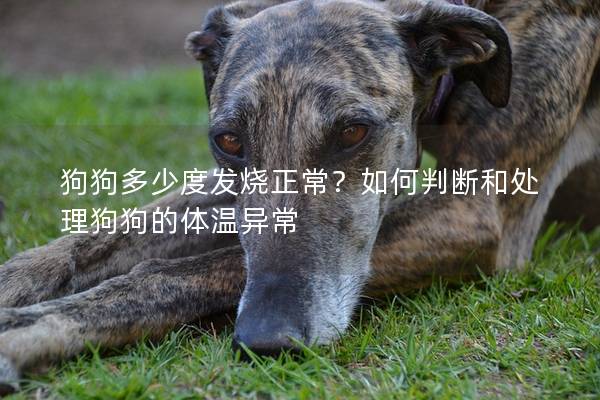狗狗多少度发烧正常？如何判断和处理狗狗的体温异常