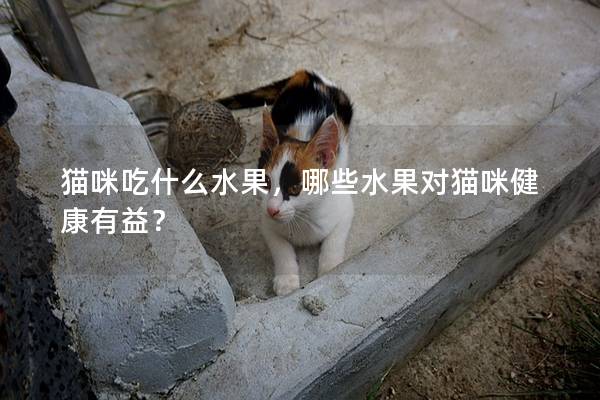 猫咪吃什么水果，哪些水果对猫咪健康有益？