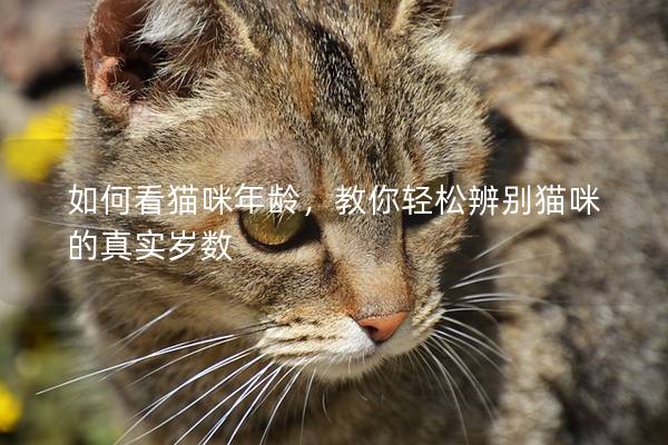 如何看猫咪年龄，教你轻松辨别猫咪的真实岁数