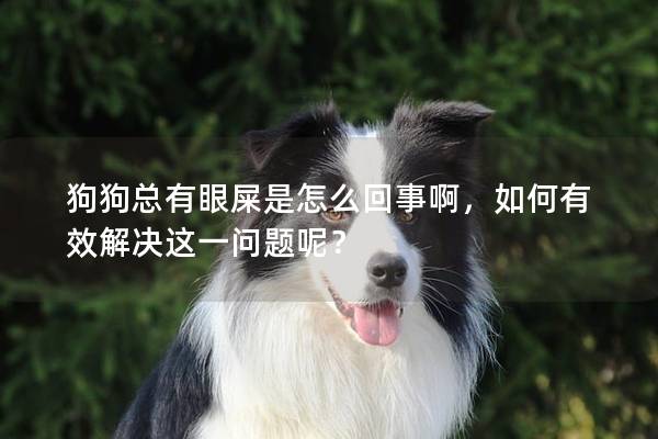 狗狗总有眼屎是怎么回事啊，如何有效解决这一问题呢？
