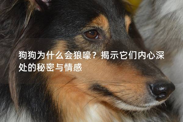 狗狗为什么会狼嚎？揭示它们内心深处的秘密与情感