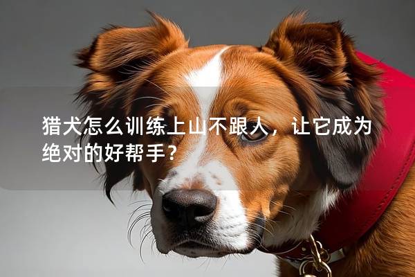猎犬怎么训练上山不跟人，让它成为绝对的好帮手？