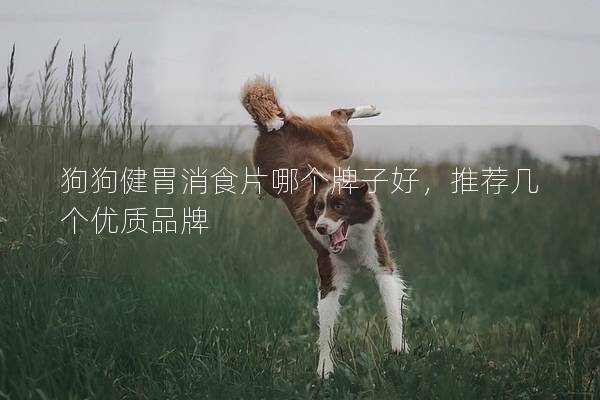狗狗健胃消食片哪个牌子好，推荐几个优质品牌