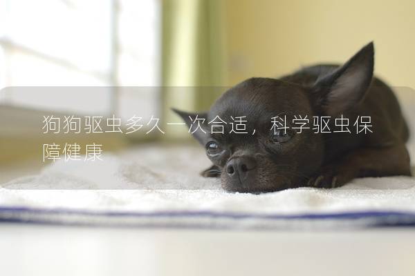 狗狗驱虫多久一次合适，科学驱虫保障健康