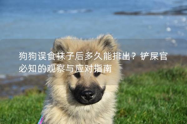 狗狗误食袜子后多久能排出？铲屎官必知的观察与应对指南