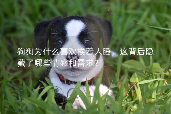 狗狗为什么喜欢挨着人睡，这背后隐藏了哪些情感和需求？