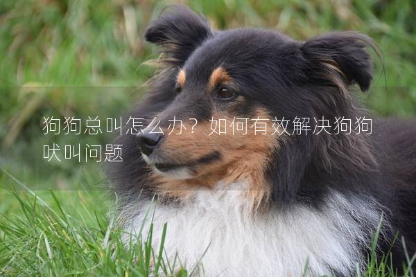 狗狗总叫怎么办？如何有效解决狗狗吠叫问题