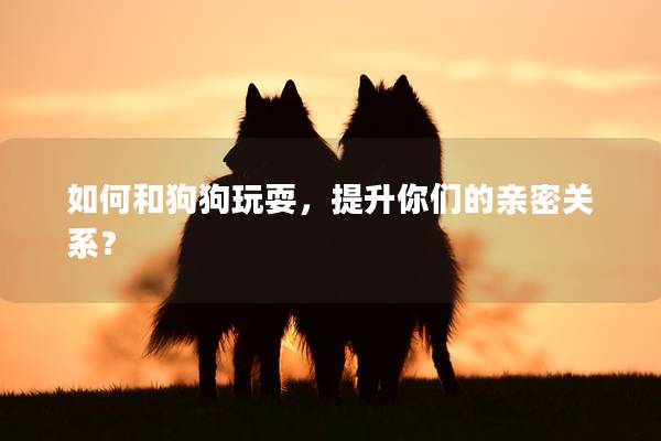 如何和狗狗玩耍，提升你们的亲密关系？