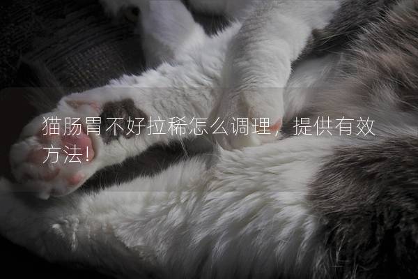 猫肠胃不好拉稀怎么调理，提供有效方法!