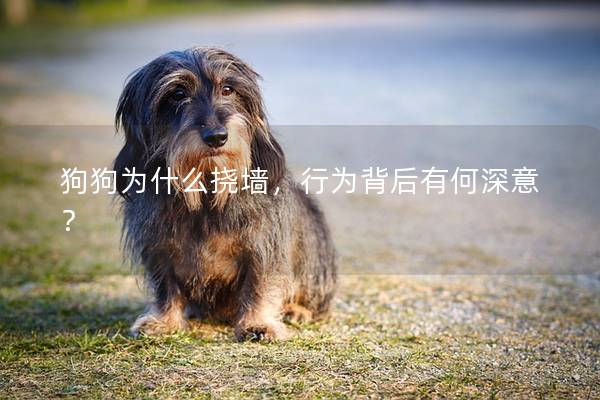 狗狗为什么挠墙，行为背后有何深意？