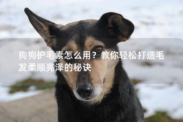 狗狗护毛素怎么用？教你轻松打造毛发柔顺亮泽的秘诀