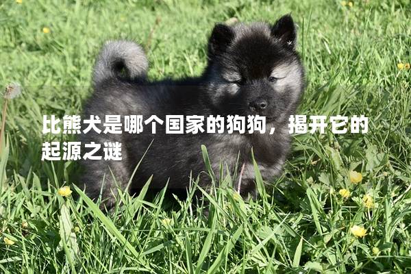 比熊犬是哪个国家的狗狗，揭开它的起源之谜