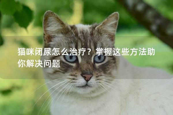 猫咪闭尿怎么治疗？掌握这些方法助你解决问题