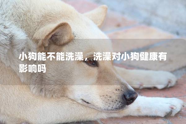 小狗能不能洗澡，洗澡对小狗健康有影响吗