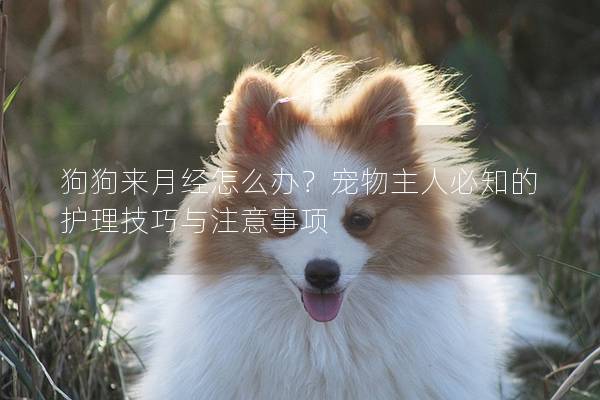狗狗来月经怎么办？宠物主人必知的护理技巧与注意事项