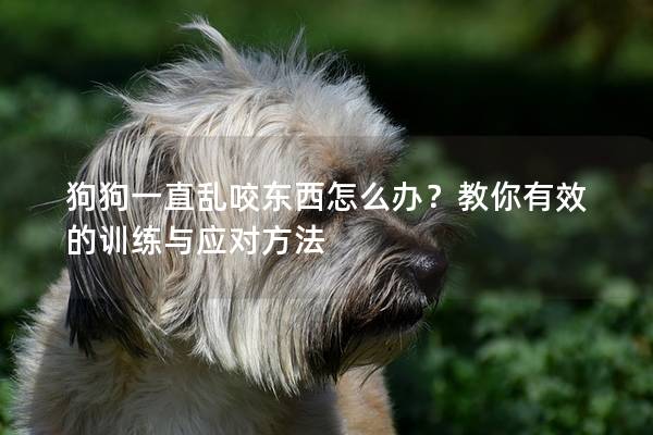 狗狗一直乱咬东西怎么办？教你有效的训练与应对方法