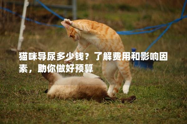 猫咪导尿多少钱？了解费用和影响因素，助你做好预算