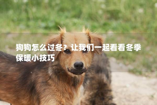 狗狗怎么过冬？让我们一起看看冬季保暖小技巧