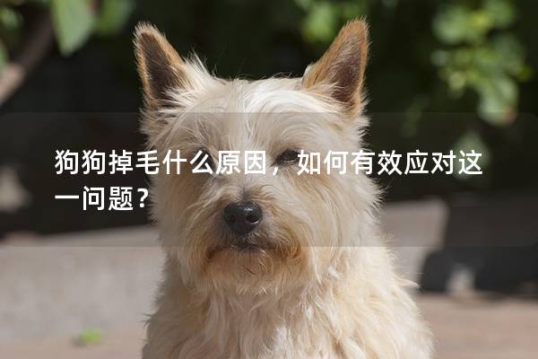 狗狗掉毛什么原因，如何有效应对这一问题？