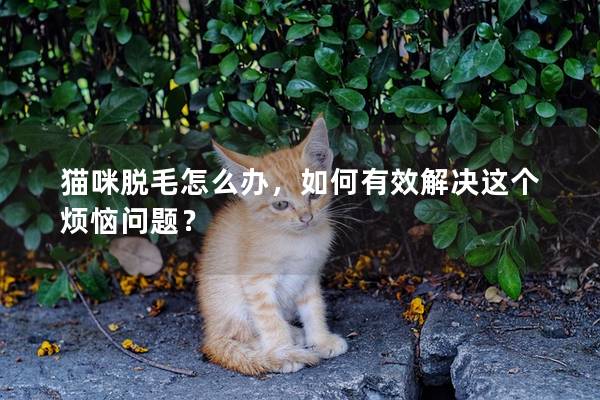 猫咪脱毛怎么办，如何有效解决这个烦恼问题？