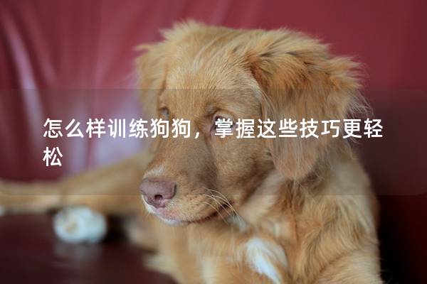 怎么样训练狗狗，掌握这些技巧更轻松
