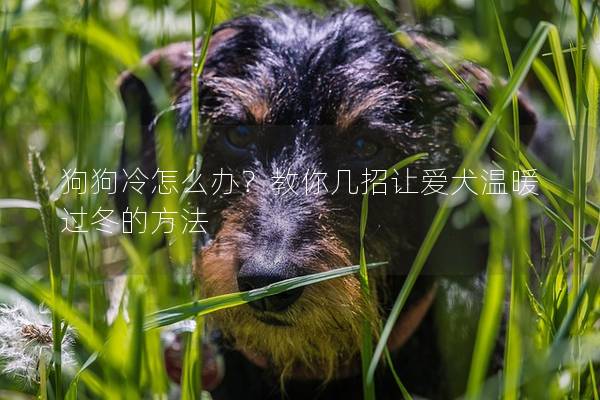 狗狗冷怎么办？教你几招让爱犬温暖过冬的方法