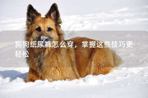狗狗纸尿裤怎么穿，掌握这些技巧更轻松