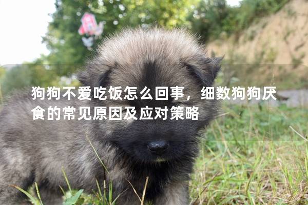 狗狗不爱吃饭怎么回事，细数狗狗厌食的常见原因及应对策略