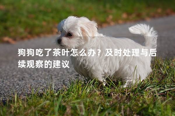 狗狗吃了茶叶怎么办？及时处理与后续观察的建议